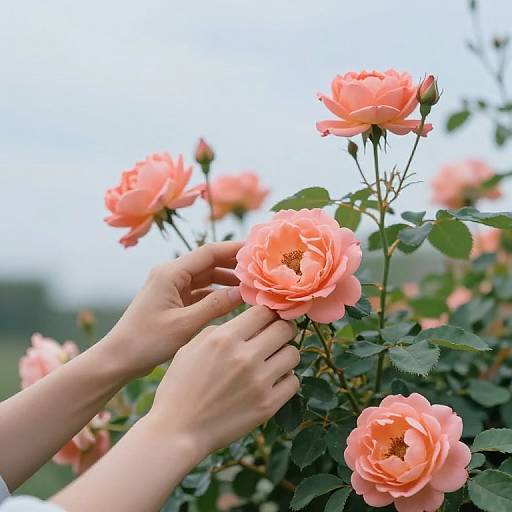 Tender Hands Caressing Peach Roses