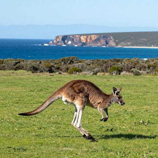 Kangaroo Hopping Across Scenic Island Field