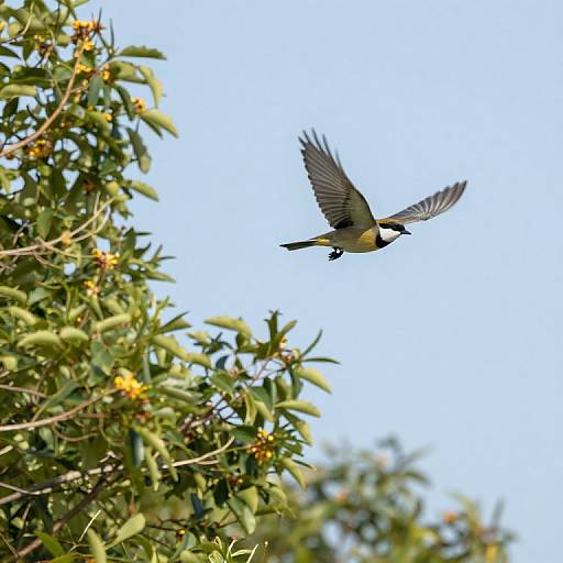 Photograph of a black-billed heron with outstretched wings flying above lush green foliage with yellow flowers against a clear blue sky.