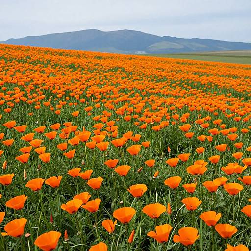 Photograph of a vast field of vibrant orange poppies with green stems, stretching towards distant blue mountains under a cloudy sky.