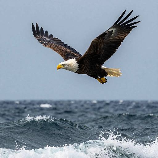 Majestic Sea Eagle Over Stormy Ocean