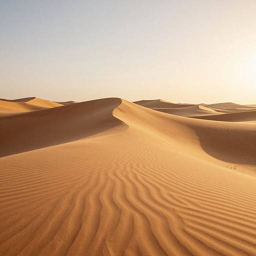 Photograph of golden desert sand dunes under a bright, clear sky at sunset. Ripples in the sand catch the sunlight, creating a pattern of