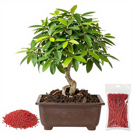 Red Lemon Seeds for Bonsai Trees