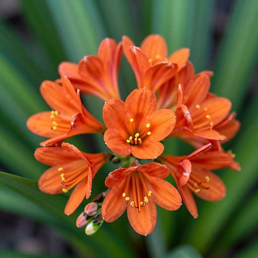 Vibrant Orange Crocosmia Bloom Cluster