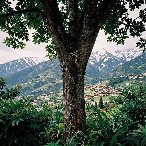 Photograph of a large tree with textured bark, green foliage, and a village with red-roofed houses in the mountainous background. Snow-c