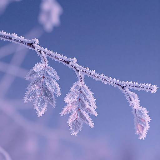 Photograph of frosted tree branch with delicate, icy crystals against a vibrant blue sky, highlighting the intricate winter texture.