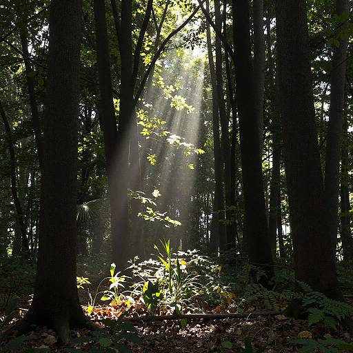 Sunlit Dense Forest with Ethereal Glow