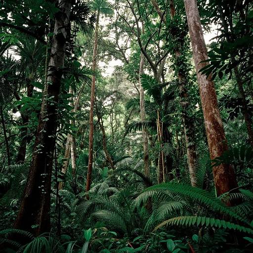 Jungle Trees Photograph by Les Cunliffe