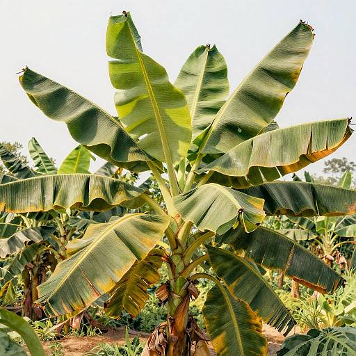 Ultra HD Realistic Banana Tree Plantation