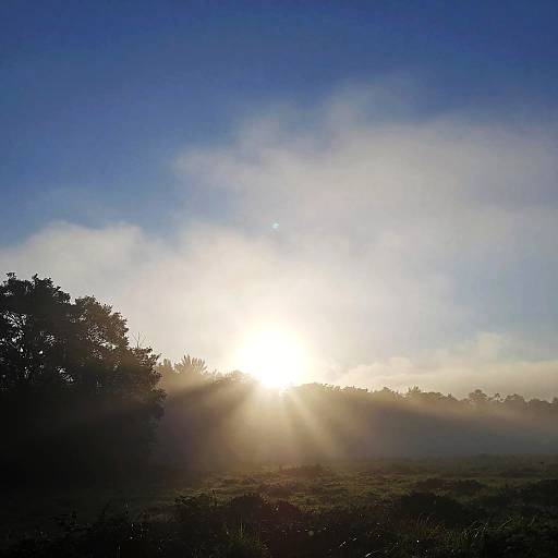 Misty Sunrise with Silhouetted Trees