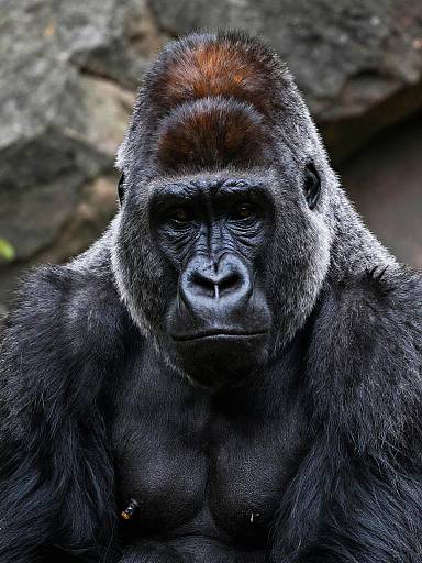 Detailed Western Lowland Gorilla Portrait