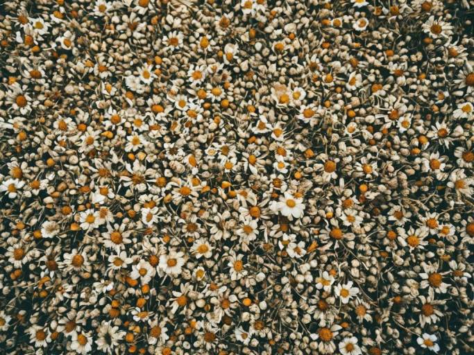 Dried Flower Background for Wallpapers