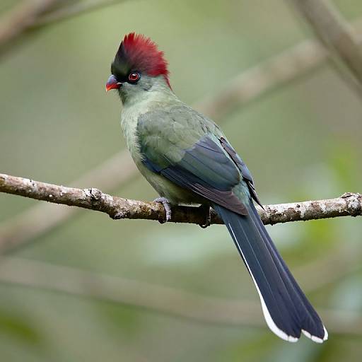 Vibrant Red-Crested Turaco Bird
