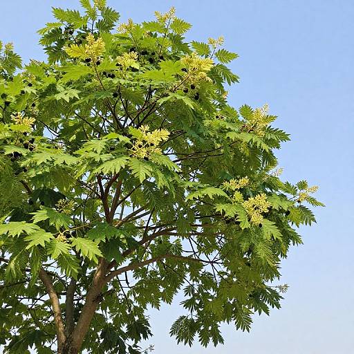 Photograph of a tall tree with bright green, pinnate leaves and small yellow flowers, set against a clear blue sky.