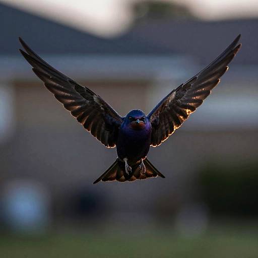 Solo Purple Martin in Twilight Garden