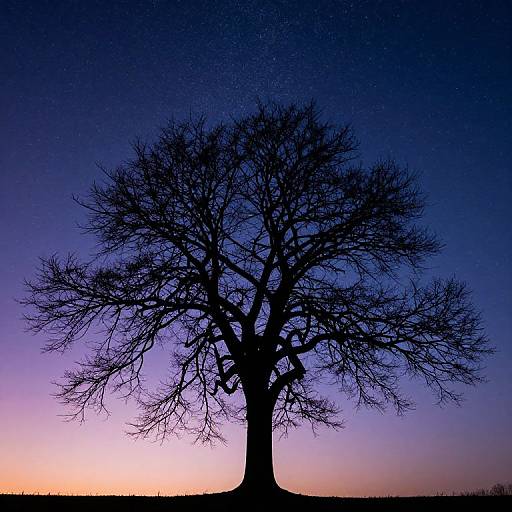 Silhouetted leafless tree against a twilight sky, transitioning from purple to orange, with a faint starry background. Photographic image.