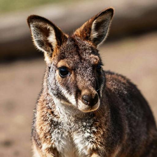 Close-up photograph of a brown and white bushbaby with large, alert ears, dark eyes, and textured fur, against a blurred, natural background.