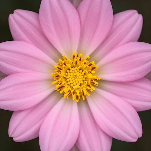 Close-up photograph of a pink daisy with bright yellow center, petals softly curved, against a dark green background.
