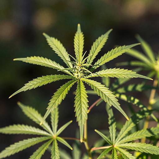 Vibrant Cannabis Leaf Close-Up