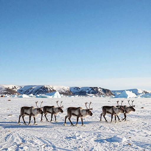 Photograph of five reindeer with dark fur and antlers walking across a snowy, mountainous landscape under a clear, bright blue sky.