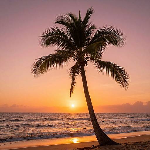 Tropical Sunset with Palm Tree