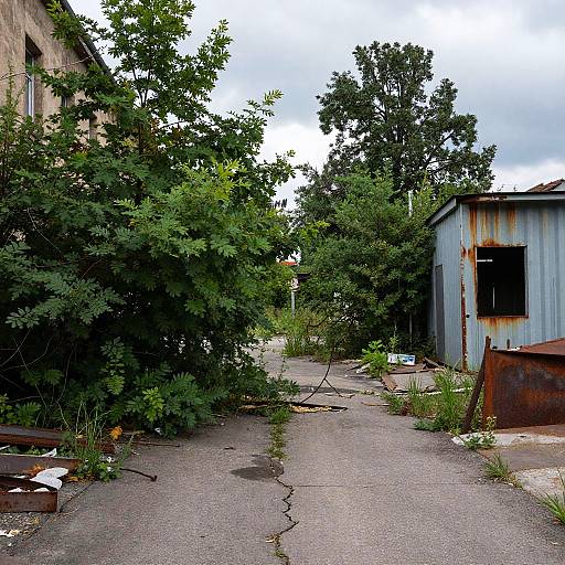 Nature Reclaims Urban Decay