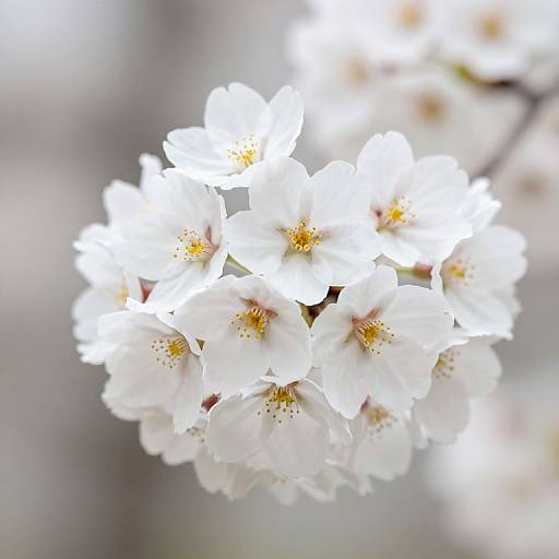 Close-up photograph of a cluster of delicate white cherry blossoms with yellow centers, softly blurred background, emphasizing the flowers' purity and fragility.