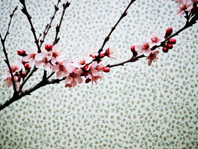 Charming Cherry Blossom Close-Up Wallpaper