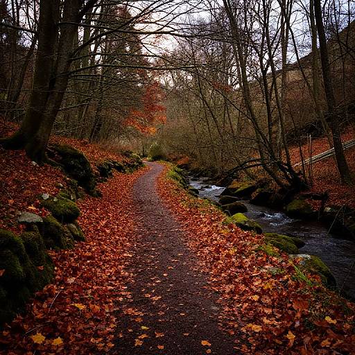 Midlands Autumn Forest Pathway