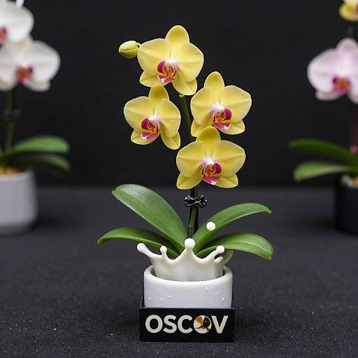 Cymbidium Orchid Miniature Display Prize