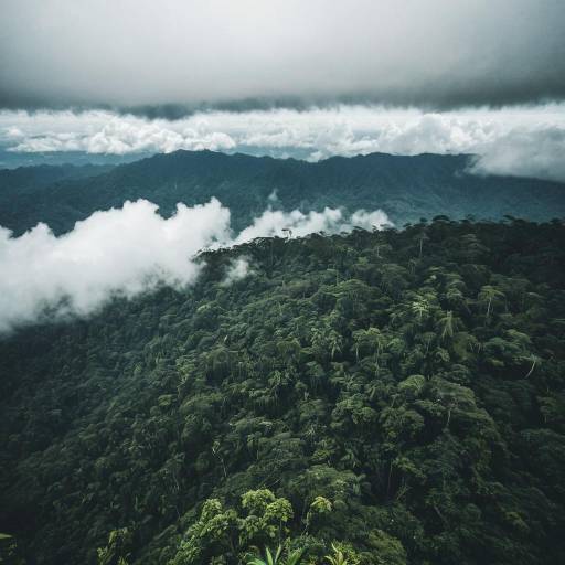 Bird's Eye View of Dense Cloud Forest in Costa Rica