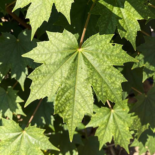Vibrant Glossy Green Leaves Close-Up