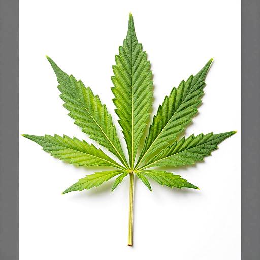 Close-Up Vibrant Cannabis Leaf Photo