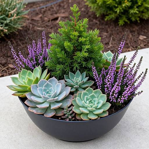 Vibrant Winter Succulent Garden