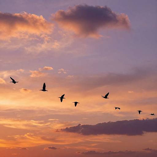 Photograph of a vibrant sunset sky with pink, orange, and purple clouds. Silhouetted birds in mid-flight cross the colorful horizon.