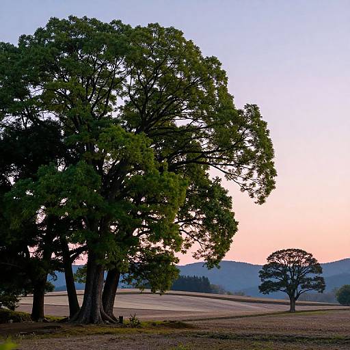 Serene Japanese Morning Landscape