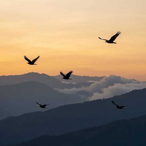 Photograph of four silhouetted birds in flight against a gradient sunset sky, with layers of mist-covered mountains in the background.