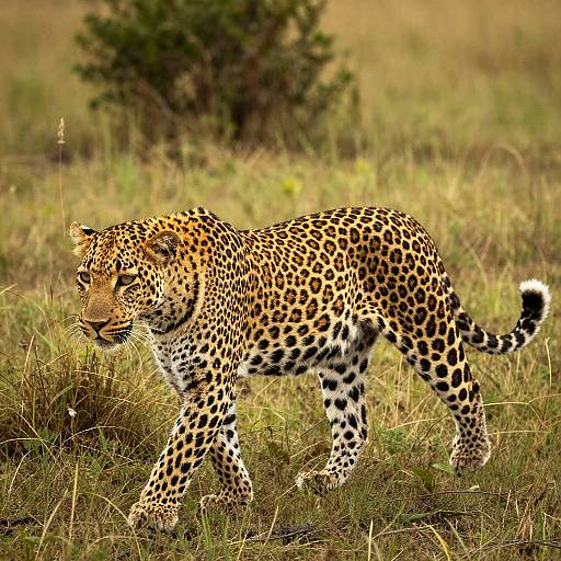 Photograph of a sleek, spotted leopard walking through a grassy savanna with a blurred tree in the background.
