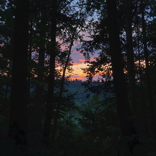 Colorful Early Twilight Forest Scene