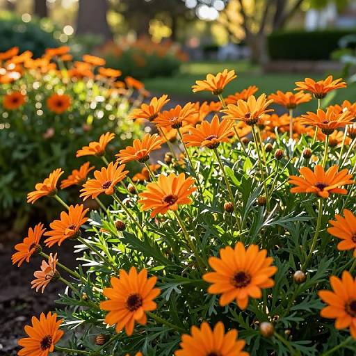 Photograph of bright orange daisies in a sunlit garden, with blurred greenery and trees in the background, capturing vivid sunlight.