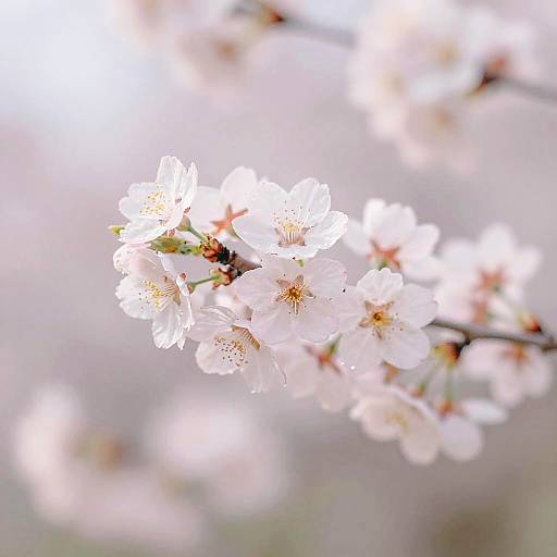Ethereal Spring Flowers in Pastels