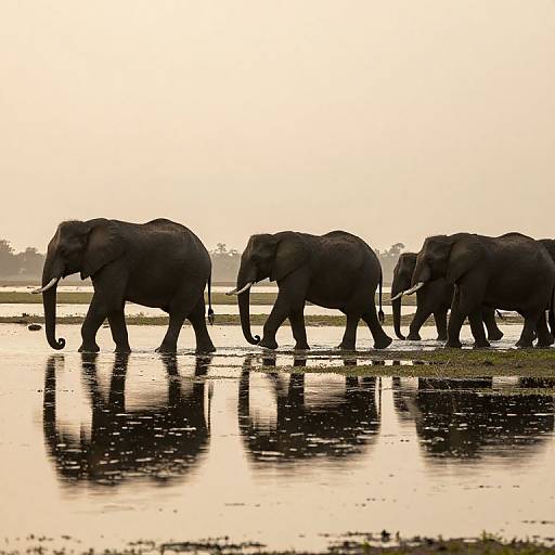 Photograph of five silhouetted elephants walking in a line across a reflective wetland at sunset, with a golden sky in the background.