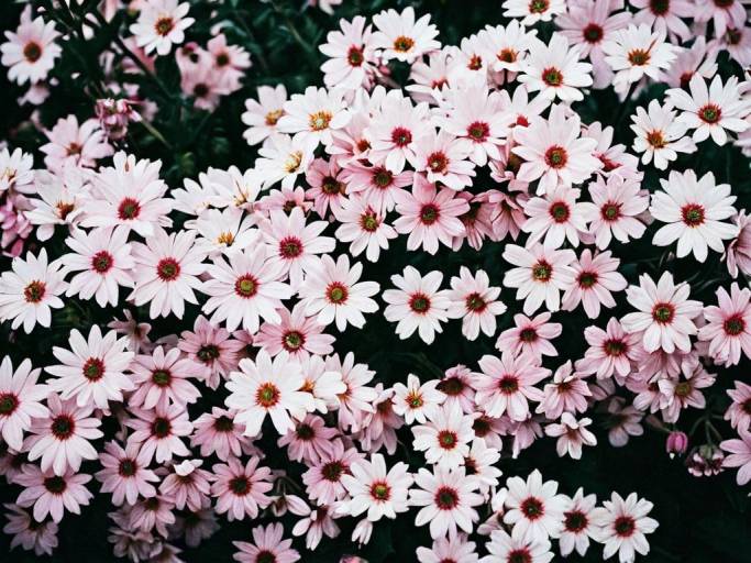 Close-Up Flower Wallpaper Design