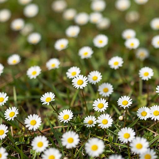 Photograph of a grassy field with numerous white daisies featuring bright yellow centers, blurred background, and sharp foreground flowers.