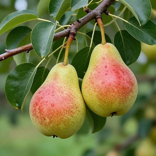 Ripe Pears on Lush Branch