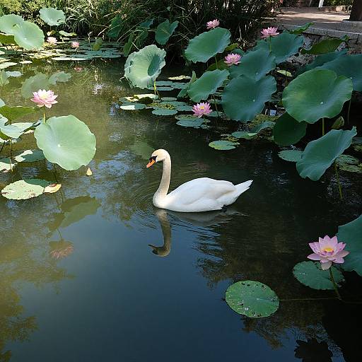Photograph of a white swan gliding in a serene pond with large green lily pads and pink water lilies, surrounded by lush greenery