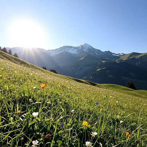 Photograph of a sunlit meadow with wildflowers, green grass, and a mountainous background under a clear blue sky. Sun rays filter through