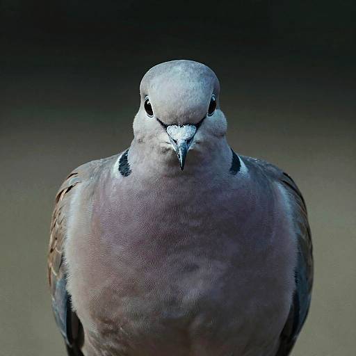 Ultra-Realistic Macro Morning Dove