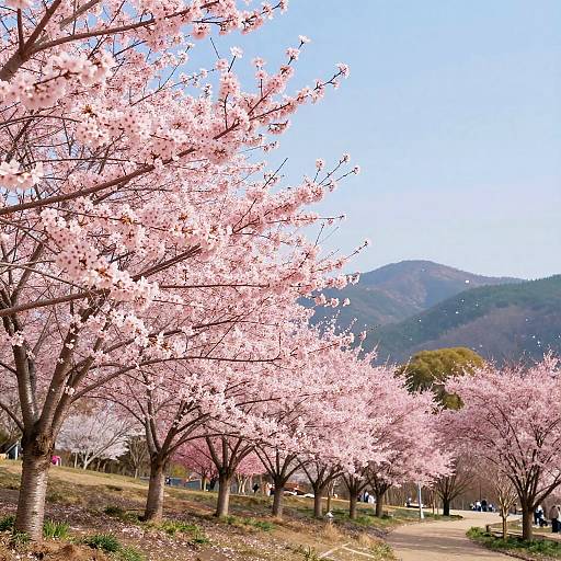 Cherry Blossom Park in Full Bloom