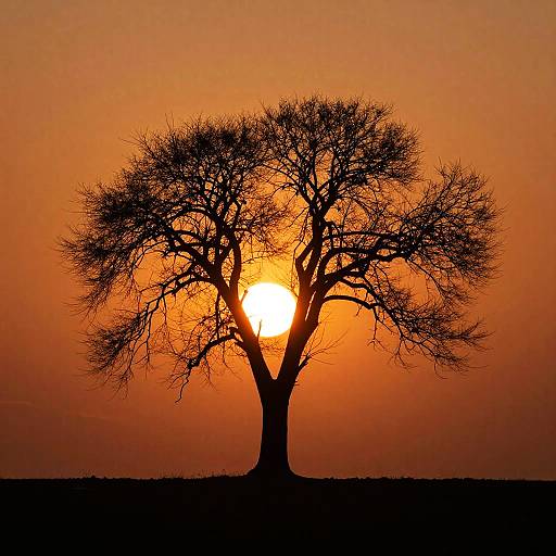 Silhouetted Tree at Sunset